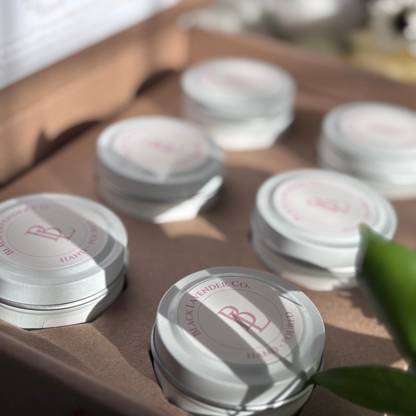 Spring Discovery Box Sampler Set